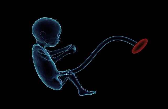 Cientistas especializados em biotecnologia e desenvolvimento embrionário  propõem uma mudança radical na definição tradicional de embriões humanos