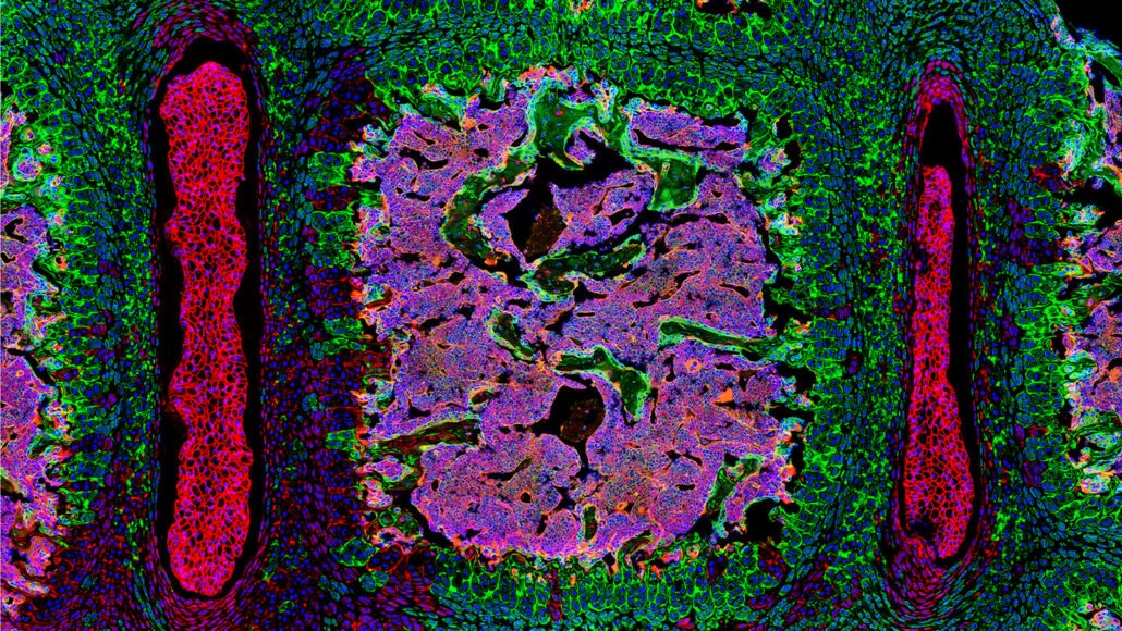 Os cientistas descobriram um novo tipo de célula-tronco que forma o tecido espinhal (em camundongos, essas células-tronco e as células que elas produzem são mostradas em verde). J. SUN ET AL./NATUREZA 2023