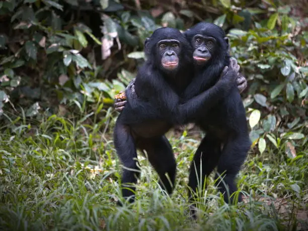 Chimpanzés Surpreendem com Longevidade Após Menopausa
