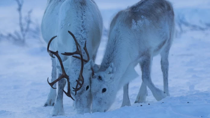 As renas do Árctico reservam tempo para digerir durante o sono, sugere um novo estudo. FRANK MEISSNER